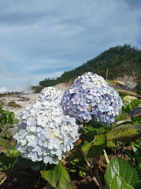 Bunga panca warna di Kawah Sikidang, Dieng Bunga Hortensia atau bunga bokor